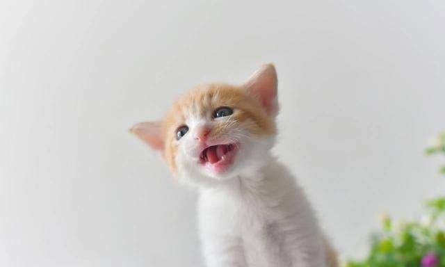 哪种动物的叫声和猫咪差不多?