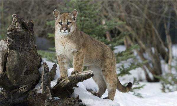 什么动物的叫声和猫咪差不多,什么东西的叫声和猫咪差不多图3