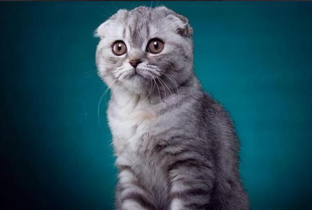 哪种动物的叫声和猫咪差不多?