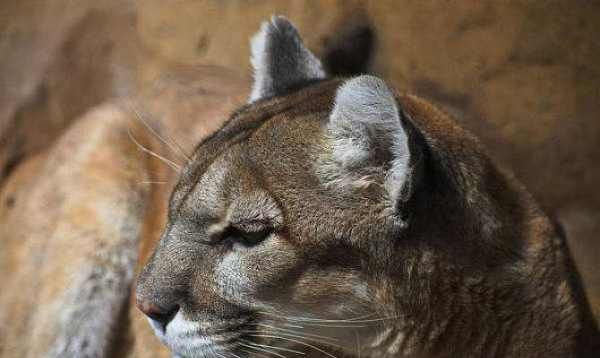 什么动物的叫声和猫咪差不多,什么东西的叫声和猫咪差不多图4