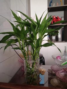 ​如何养富贵竹（养富贵竹的方法）