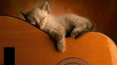 ​猫死的时候会离家出走吗(离开需要告别吗)