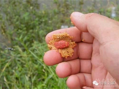 钓鲢鳙怎样拌饵料（饵料6种鲢鳙必备自制饵）(3)