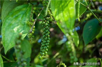 ​胡椒的功效与作用（温中散寒 下气消痰）