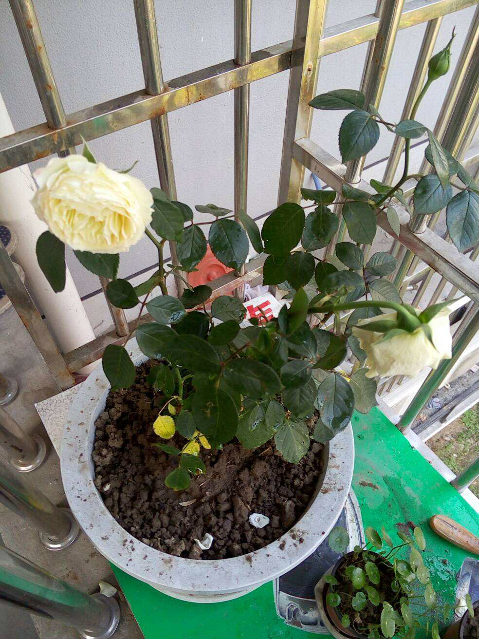 月季换盆时间和方法（给月季花换盆的最佳时间）