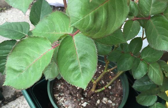 月季换盆时间和方法（给月季花换盆的最佳时间）