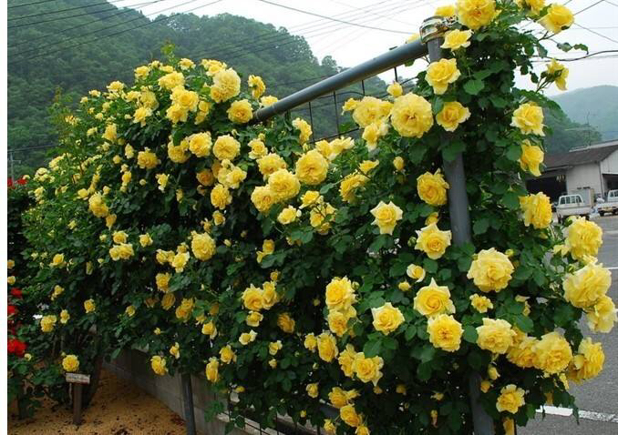 月季换盆时间和方法（给月季花换盆的最佳时间）