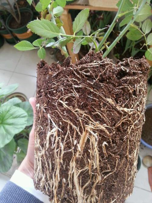 月季换盆时间和方法（给月季花换盆的最佳时间）