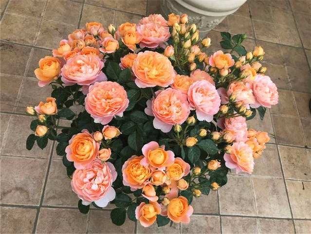 月季换盆时间和方法（给月季花换盆的最佳时间）