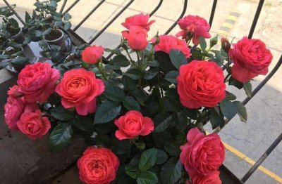 ​月季换盆时间和方法（给月季花换盆的最佳时间）