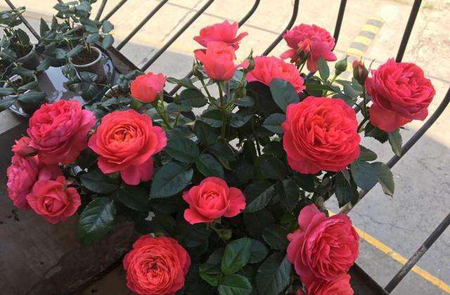 月季换盆时间和方法（给月季花换盆的最佳时间）