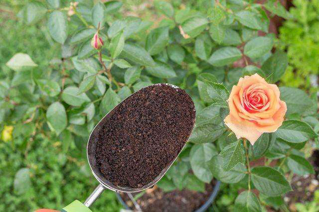 月季换盆时间和方法（给月季花换盆的最佳时间）