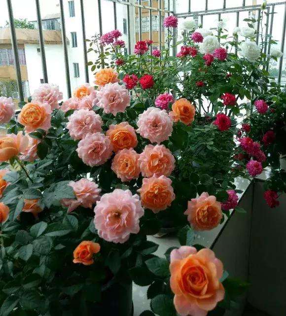 月季换盆时间和方法（给月季花换盆的最佳时间）