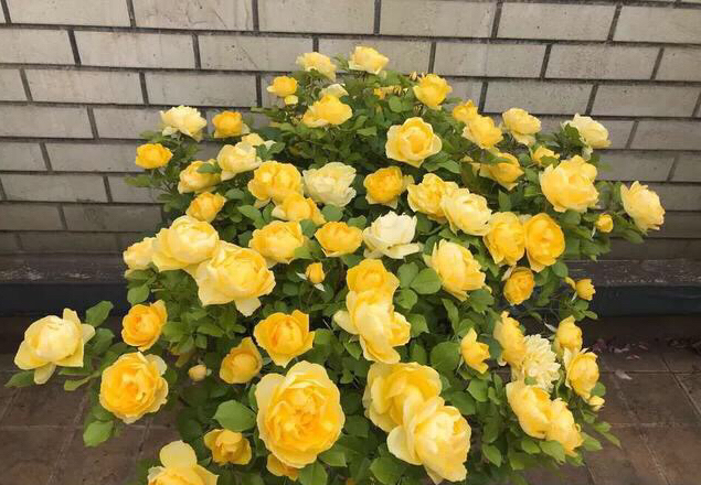 月季换盆时间和方法（给月季花换盆的最佳时间）