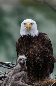 ​美国国鸟是鹰，法国的是公鸡，中国国鸟却鲜为人知，到底是什么？