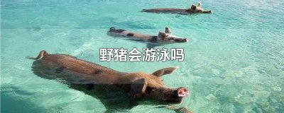 ​野猪会游泳吗