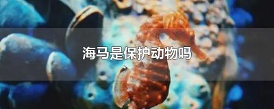 ​海马是保护动物吗