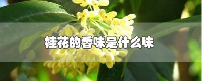 ​桂花是什么香味? 桂花是什么的香味