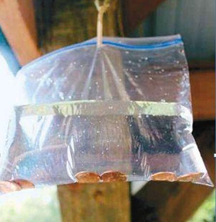 洗衣粉可以驱虫 塑料袋可以杀苍蝇 白酒可以清洁？小妙招快快收藏