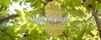 ​释迦果热量高吗