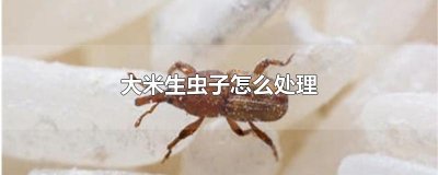 ​大米生虫子怎么处理