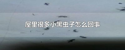 ​屋里很多小黑虫子怎么回事