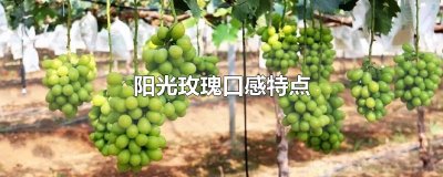 ​阳光玫瑰口感特点