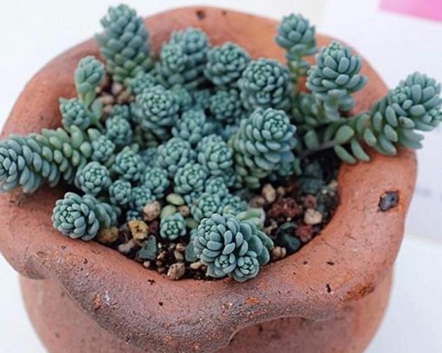 旋叶姬星美人这个常年蓝绿色的多肉品种要如何养护