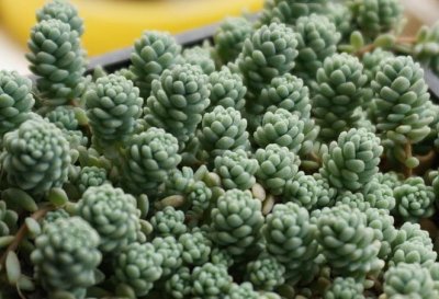 ​旋叶姬星美人这个常年蓝绿色的多肉品种要如何养护