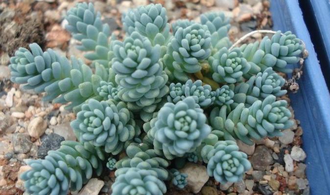 旋叶姬星美人这个常年蓝绿色的多肉品种要如何养护