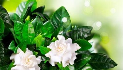 ​梁咏琪蛋糕毁三观：蛋糕门梁咏琪是自愿的吗？