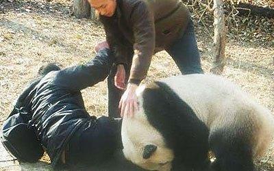 北京大熊猫4次咬人事件,是熊猫该死,还是作死游客故意犯规?
