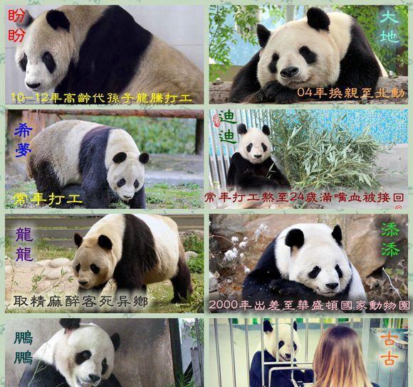 北京大熊猫4次咬人事件,是熊猫该死,还是作死游客故意犯规?