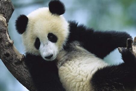 北京大熊猫4次咬人事件,是熊猫该死,还是作死游客故意犯规?