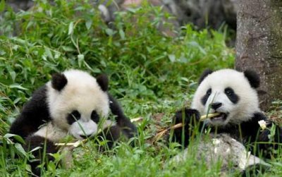 ​北京大熊猫4次咬人事件，是熊猫该死，还是作死游客故意犯规？