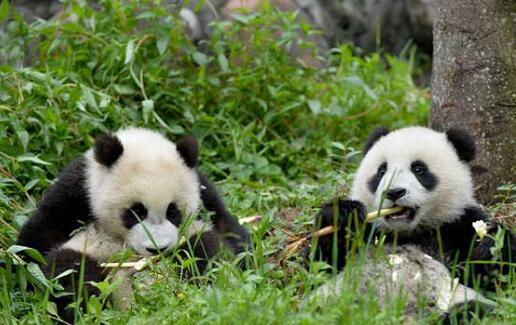 北京大熊猫4次咬人事件,是熊猫该死,还是作死游客故意犯规?