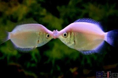 ​[图说]十种最常见的经典淡水观赏鱼！