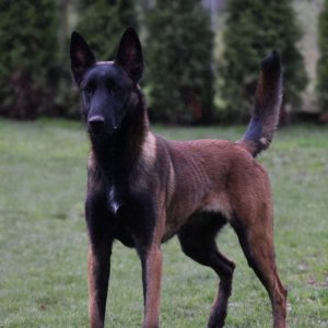 ​顶级马犬多少钱一只