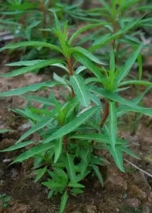 ​赶黄草的功效与作用（退黄化湿 护肝的良药就是它）