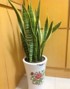 ​怎么让虎皮兰长高长直(虎皮兰怎么长得高)