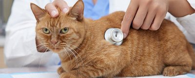 ​狗猫猴这些动物有什么特点 狗猫猴子谁的耳朵听得远