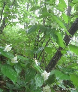 ​素雅清香、花开正当时，深山中的稀有植物——野生东北山梅花