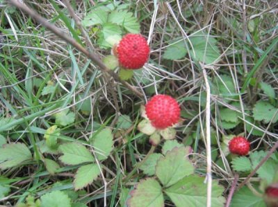 ​农村这种野果，老人们都说是被蛇爬过的不能吃，是真的吗？