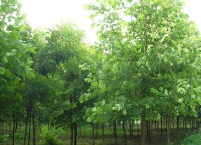 ​梧桐树怕冷吗（梧桐树一到冬天就落叶）