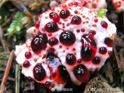 ​长得像草莓流着“血”的蘑菇你见过吗？敢吃吗？
