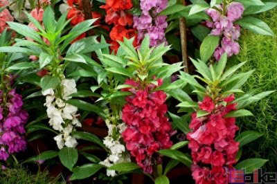 ​Sbike动植物百科：靠弹射、喷射、爆炸传播种子的十大植物（上）