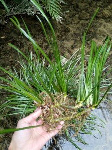 ​2021年野生石菖蒲价格多少钱一斤