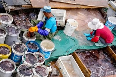 ​50年一遇！宁波海蜇价格跌至1.5元一斤？有人一买就是200斤