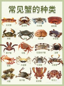 ​了解常见蟹的种类大全