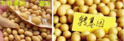 ​什么是转基因农作物或者杂交农作物？哪些是常见的转基因农作物？